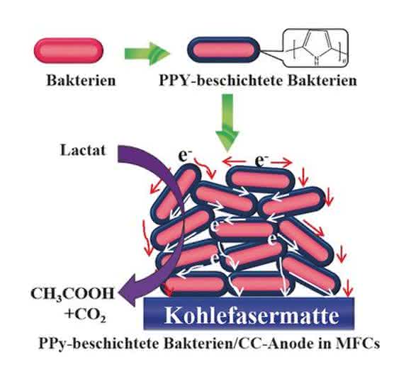 Grafik zur Polymerbeschichtung für Bakterien