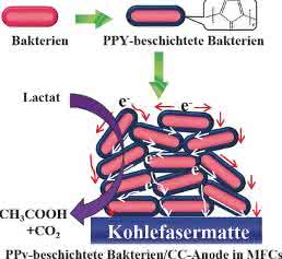 Grafik zur Polymerbeschichtung für Bakterien