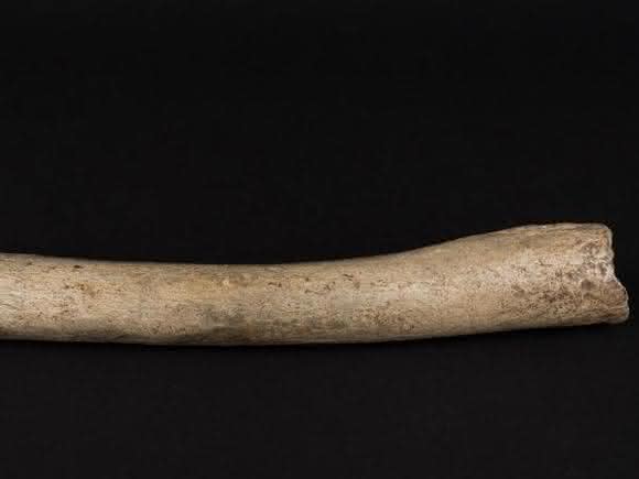 Neandertaler-Evolution: Urmenschen-Migration aus Afrika viel früher?