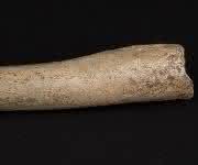 Oberschenkelknochen Neandertaler-Evolution: Urmenschen-Migration aus Afrika viel früher?