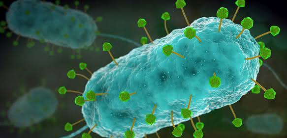 Kampf gegen multiresistente Keime: 3D-Struktur von Phagen in atomarer Auflösung