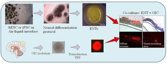 Human Tissue Engineering: Identifying activated micro RNAs