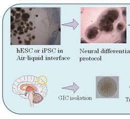 Human Tissue Engineering: Identifying activated micro RNAs