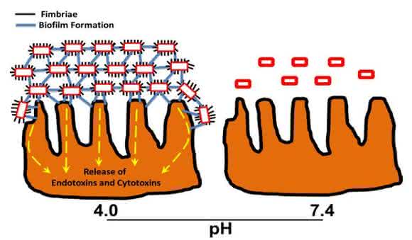 EAEC Under Stress: Loss of Biofilm Formation