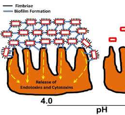 EAEC Under Stress: Loss of Biofilm Formation