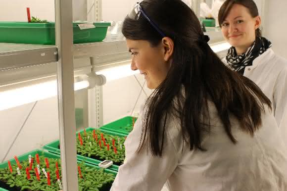 Bayreuther Doktorandinnen untersuchen die Aufnahme von Thioarsenaten in der Acker-Schmalwand (Arabidopsis thaliana). (Foto: Christian Wißler) Bayreuther Doktorandinnen untersuchen die Aufnahme von Thioarsenaten in der Acker-Schmalwand (Arabidopsis thaliana).