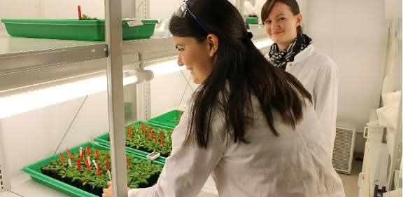 Bayreuther Doktorandinnen untersuchen die Aufnahme von Thioarsenaten in der Acker-Schmalwand (Arabidopsis thaliana).