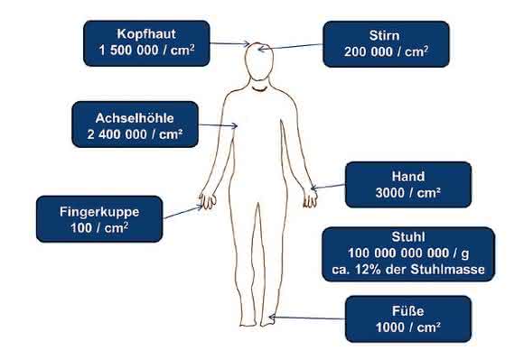 Keimbesiedelung Keimbesiedelung