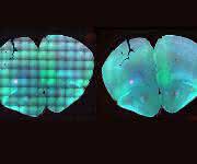 Bioimaging: Klare Sicht auf Stammzellentwicklung Bioimaging: Klare Sicht auf Stammzellentwicklung