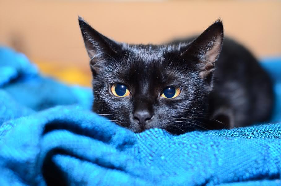 Die Domestikation der Falbkatze zur Hauskatze fand sowohl in Ägypten als auch im Nahen Osten statt