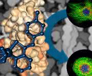 Plecstatin als maßgeschneidertes Medikament für die Krebstherapie (Bild: Christopher Gerner/Wiley-VCH). Plecstatin als maßgeschneidertes Medikament für die Krebstherapie