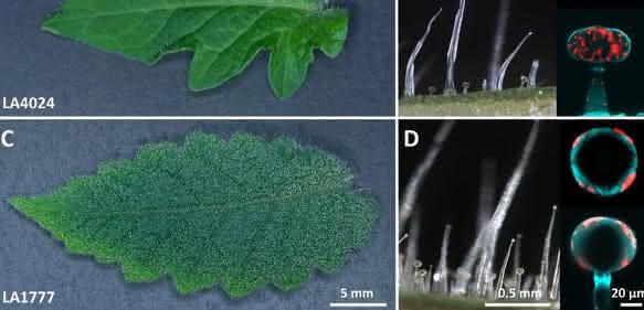 Glanduläre Trichome der Kulturtomate und einer wildwachsenden Art (Bild: IPB)
