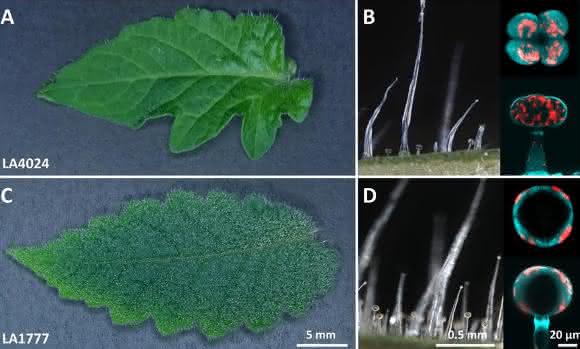 Glanduläre Trichome der Kulturtomate und einer wildwachsenden Art (Bild: IPB)