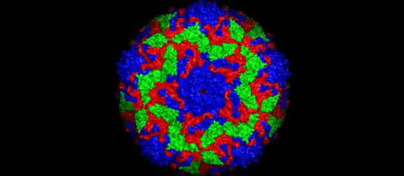 Oberflächenstruktur des Bovinen Enterovirus 2