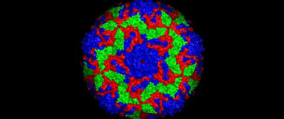 Oberflächenstruktur des Bovinen Enterovirus 2