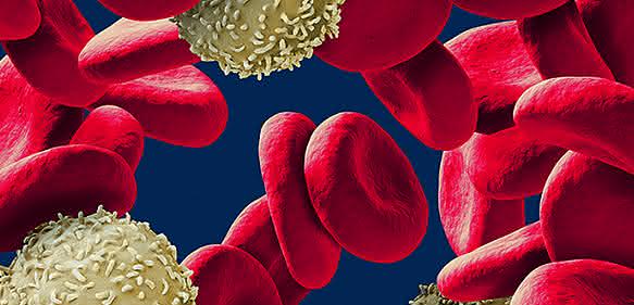 Immunologie: Schnelle und einfache Isolierung nicht-markierter PBMCs