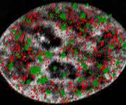 3D-Rekonstruktion von Nano-Foci (grün) mit dem Protein CTCF (rot) und DNA (grau) 3D-Rekonstruktion von Nano-Foci (grün) mit dem Protein CTCF (rot) und DNA (grau). (Bild: Alexander Rapp)