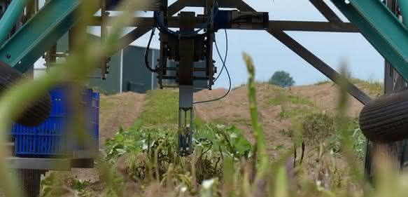 Werkzeugkopf zum Ernten der Spargelstangen