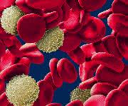 Immunologie: Schnelle und einfache Isolierung nicht-markierter PBMCs