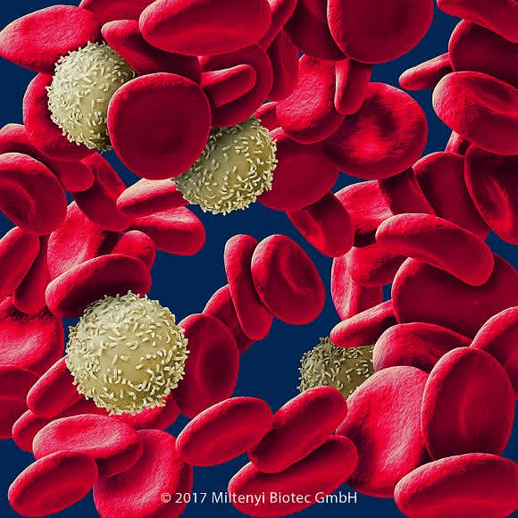 Immunologie: Schnelle und einfache Isolierung nicht-markierter PBMCs