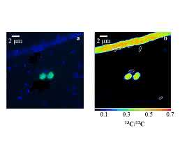 Limnologie: Neue Methanabbauer in Seen entdeckt