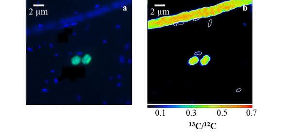 Limnologie: Neue Methanabbauer in Seen entdeckt
