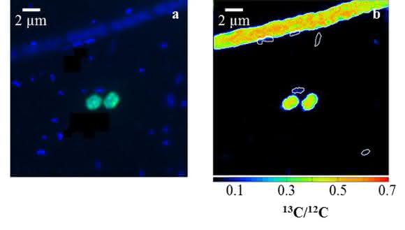 Limnologie: Neue Methanabbauer in Seen entdeckt
