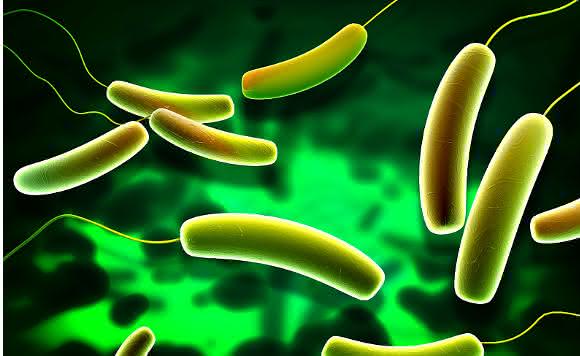 Mikrobielle Gemeinschaften: Darmbakterien mit Einfluss auf Herz und Kreislauf