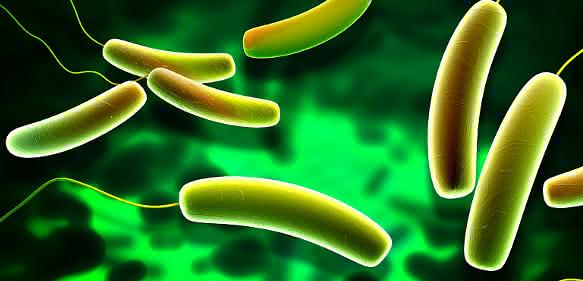 Mikrobielle Gemeinschaften: Darmbakterien mit Einfluss auf Herz und Kreislauf