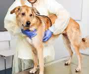 Hund zur Untersuchung beim Tierarzt Hund zur Untersuchung beim Tierarzt