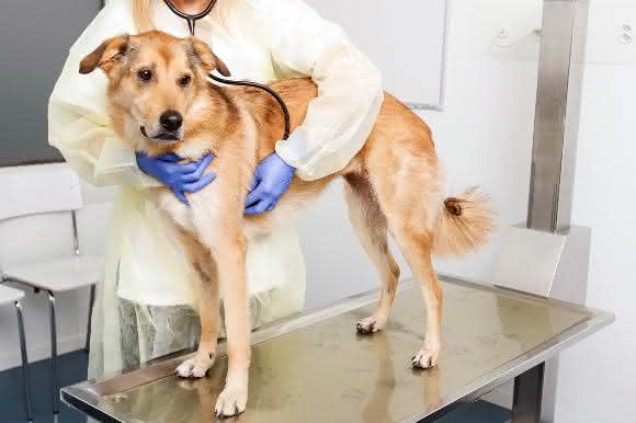 Hund zur Untersuchung beim Tierarzt