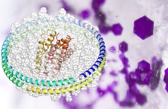 Strukturmodell des Membranproteins Bakteriorhodopsin (rot und orange), eingebettet in eine „Nanodisc“