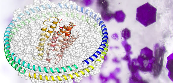 Strukturmodell des Membranproteins Bakteriorhodopsin (rot und orange), eingebettet in eine „Nanodisc“