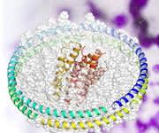 Strukturmodell des Membranproteins Bakteriorhodopsin (rot und orange), eingebettet in eine „Nanodisc“ Strukturmodell des Membranproteins Bakteriorhodopsin (rot und orange), eingebettet in eine „Nanodisc“
