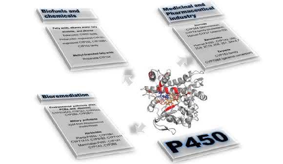 Opportunities and Challenges: An Overview of P450 Enzymes Opportunities and Challenges: An Overview of P450 Enzymes