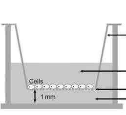 human cells at the air-liquid interface
