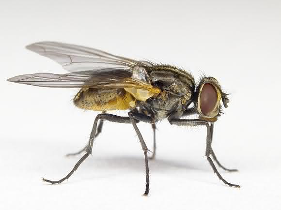 Stubenfliege
