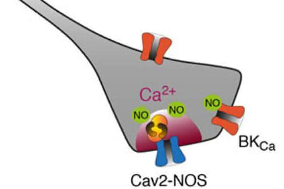Elektrochemische Kopplung durch Superkomplexe: Der Calciumkanal (Cav2) liefert Calciumionen (Ca2+), die das Enzym NO-Synthase (NOS) zur Herstellung des Botenstoffes NO aktivieren. (Grafik: Bernd Fakler)