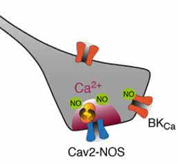Elektrochemische Kopplung durch Superkomplexe: Der Calciumkanal (Cav2) liefert Calciumionen (Ca2+), die das Enzym NO-Synthase (NOS) zur Herstellung des Botenstoffes NO aktivieren. (Grafik: Bernd Fakler)