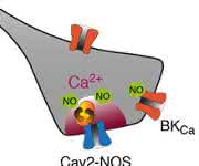 Elektrochemische Kopplung durch Superkomplexe: Der Calciumkanal (Cav2) liefert Calciumionen (Ca2+), die das Enzym NO-Synthase (NOS) zur Herstellung des Botenstoffes NO aktivieren. (Grafik: Bernd Fakler) Elektrochemische Kopplung durch Superkomplexe: Der Calciumkanal (Cav2) liefert Calciumionen (Ca2+), die das Enzym NO-Synthase (NOS) zur Herstellung des Botenstoffes NO aktivieren. (Grafik: Bernd Fakler)