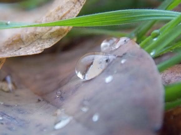Stark wasserabweisende Eigenschaften zeichnen nicht nur pflanzliche Blätter aus – auch Biofilme nutzen sie für sich (Bild: Fotolia)