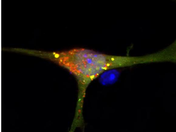 Die gelb-orange markierten Müllsäcke haben sich nicht geschlossen, sondern sind durchlässig. © AG van Echten-Deckert/Universität Bonn