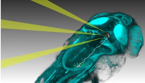 Mit neuen Methoden können Neurobiologen einzelne Nervenzellen im Zebrafischgehirn gezielt mit Licht aktivieren und beobachten, wie sich die Aktivität im Gehirn ausbreitet, um dann ein Verhalten auszulösen (Bild: MPI für Neurobiologie / dal Maschio)