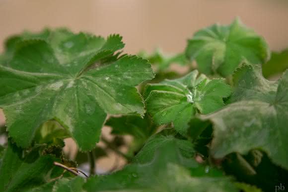 Bionik: Entwickeln im Sinne der Natur