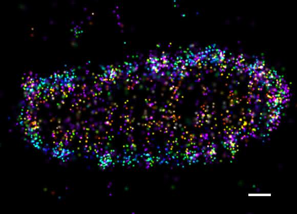 Ein Salmonellen-Bakterium in einer menschlichen Zelle, umgeben von einem Mantel aus Ubiquitin. Die farbigen Punkte stellen einzelne linear verknüpfte Ubiquitin-Ketten dar. Aufgenommen mittels hochauflösender 3D-dSTORM-Mikroskopie (© Mike Heilemann/Ivan Dikic).