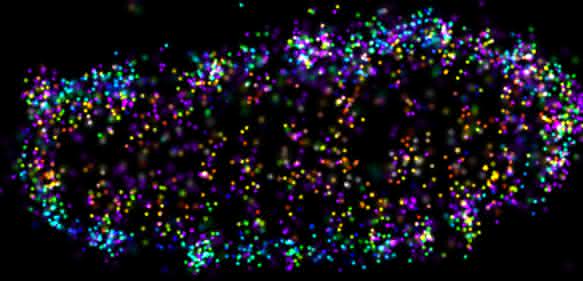 Ein Salmonellen-Bakterium in einer menschlichen Zelle, umgeben von einem Mantel aus Ubiquitin. Die farbigen Punkte stellen einzelne linear verknüpfte Ubiquitin-Ketten dar. Aufgenommen mittels hochauflösender 3D-dSTORM-Mikroskopie (© Mike Heilemann/Ivan Dikic).