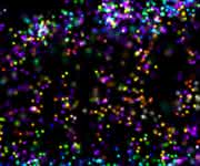 Ein Salmonellen-Bakterium in einer menschlichen Zelle, umgeben von einem Mantel aus Ubiquitin. Die farbigen Punkte stellen einzelne linear verknüpfte Ubiquitin-Ketten dar. Aufgenommen mittels hochauflösender 3D-dSTORM-Mikroskopie (© Mike Heilemann/Ivan Dikic).