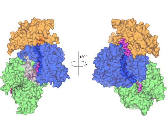 Das Enzym Relaxase mit seiner „Fracht“, einem DNA-Stück (in Pink): Das Wissen um die Struktur soll helfen, Antibiotika-Resistenzen einzudämmen (Grafik: Ilangovan et al., Cell, CC BY). Das Enzym Relaxase mit seiner „Fracht“, einem DNA-Stück (in Pink): Das Wissen um die Struktur soll helfen, Antibiotika-Resistenzen einzudämmen (Grafik: Ilangovan et al., Cell, CC BY).