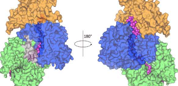 Das Enzym Relaxase mit seiner „Fracht“, einem DNA-Stück (in Pink): Das Wissen um die Struktur soll helfen, Antibiotika-Resistenzen einzudämmen (Grafik: Ilangovan et al., Cell, CC BY). Das Enzym Relaxase mit seiner „Fracht“, einem DNA-Stück (in Pink): Das Wissen um die Struktur soll helfen, Antibiotika-Resistenzen einzudämmen (Grafik: Ilangovan et al., Cell, CC BY).
