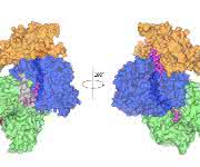 Das Enzym Relaxase mit seiner „Fracht“, einem DNA-Stück (in Pink): Das Wissen um die Struktur soll helfen, Antibiotika-Resistenzen einzudämmen (Grafik: Ilangovan et al., Cell, CC BY).